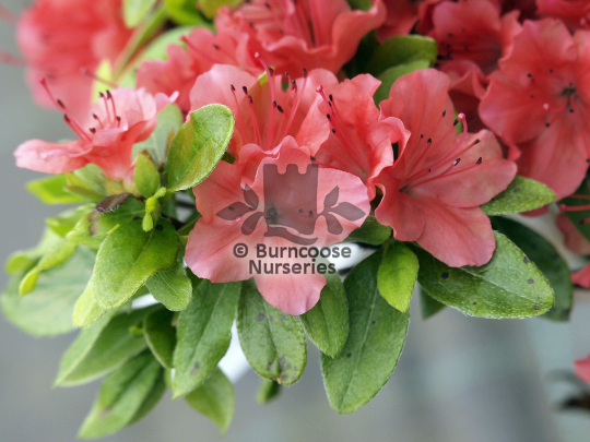 Azalea Geisha Orange