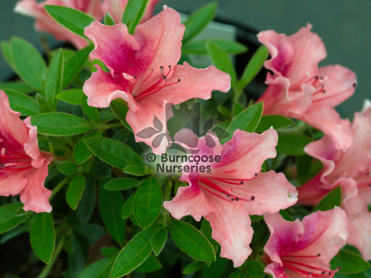 Azalea Michael Hill