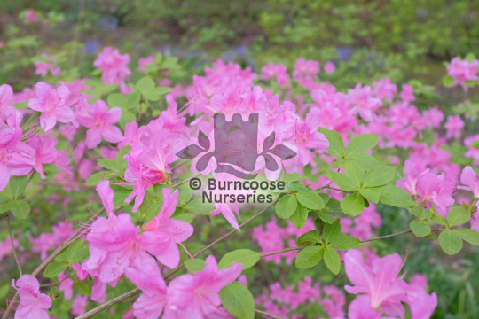 Azalea Pamela Miles
