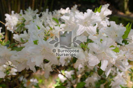 Azalea Panda