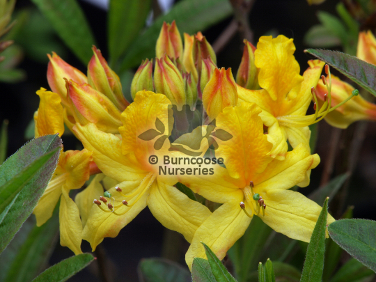 Azalea pontica