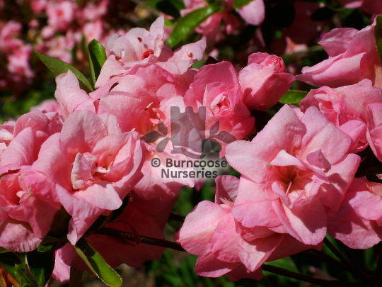 Azalea Rosebud