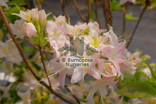 Azalea Summer Fragrance