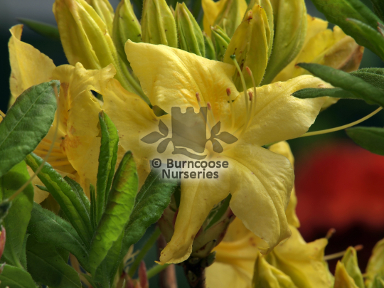 Azalea Sun Chariot