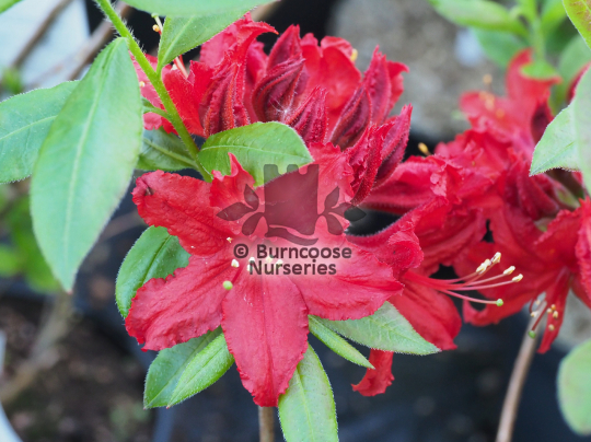 Azalea Wallowa Red