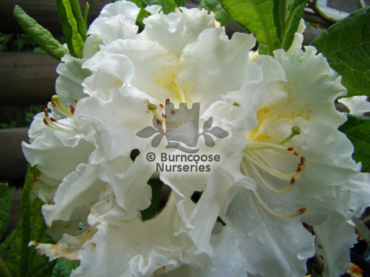 Azalea White Frills
