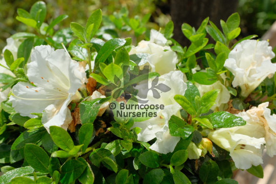 Azalea White Moon