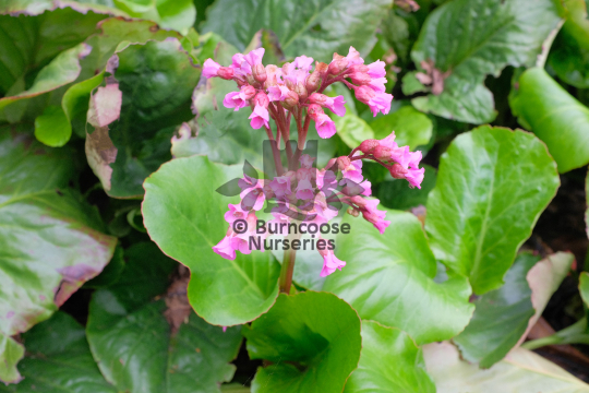 Bergenia Ostenholz