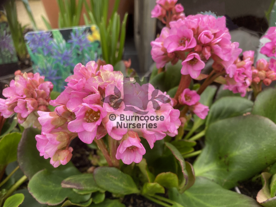 Bergenia Rosenkristall