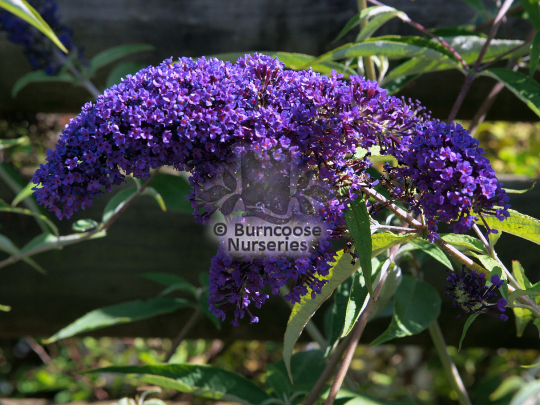 Buddleja davidii  Purple Emperor