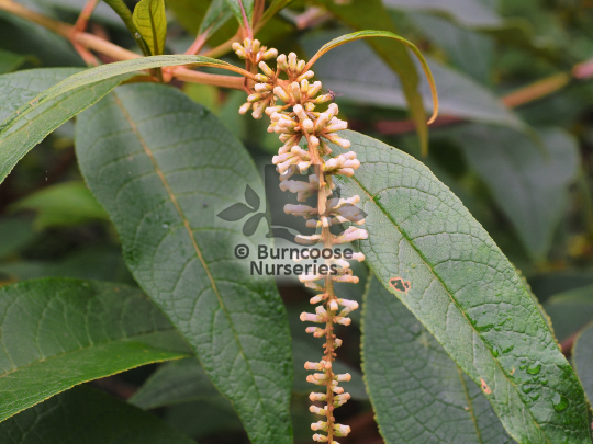 Buddleja forrestii