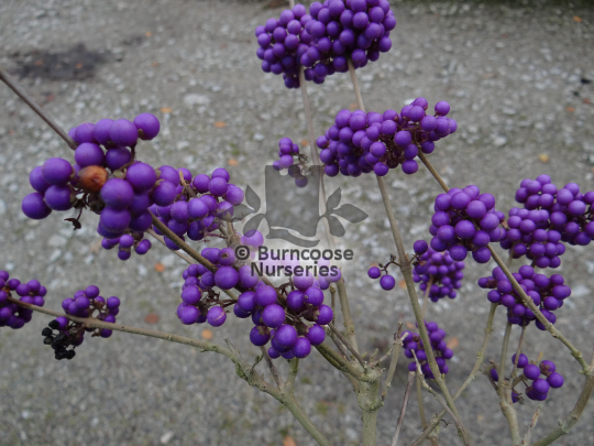 Callicarpa bodinieri var giraldii Profusion