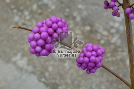 Callicarpa bodinieri var giraldii Profusion