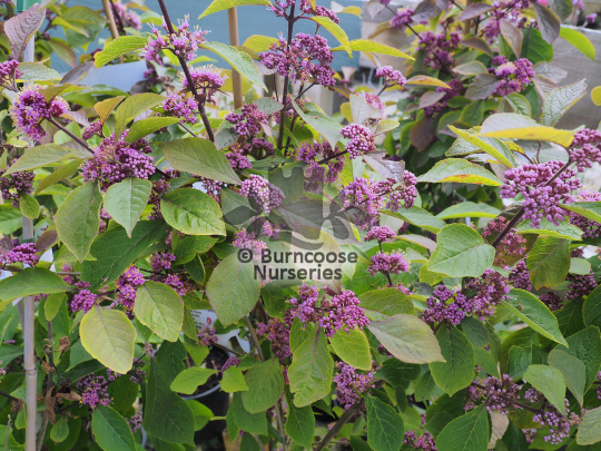 Callicarpa bodinieri var giraldii Profusion