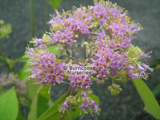 Callicarpa cathayana