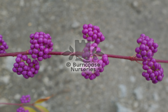 Callicarpa dichotoma