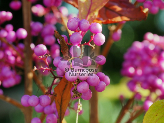 Callicarpa shirasawana