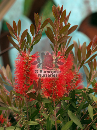 Callistemon citrinus Red Cluster
