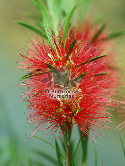 Callistemon linearis
