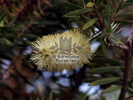 Callistemon pallidus