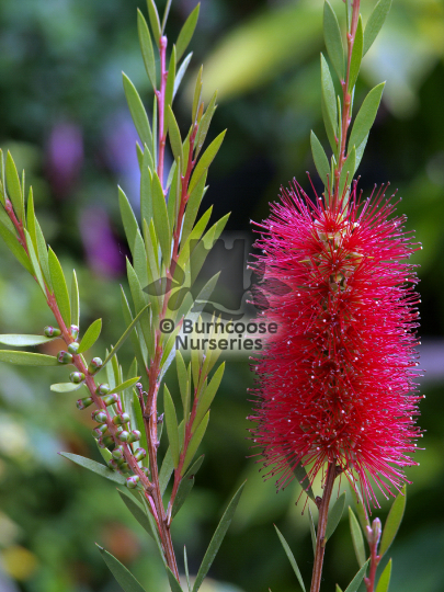Callistemon viminalis