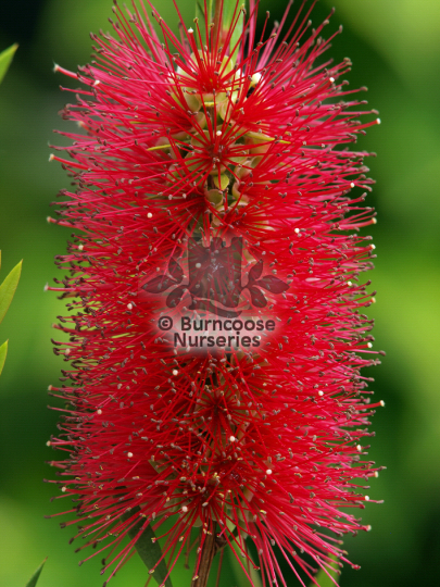 Callistemon viminalis