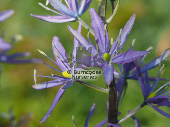 Camassia leichtlinii