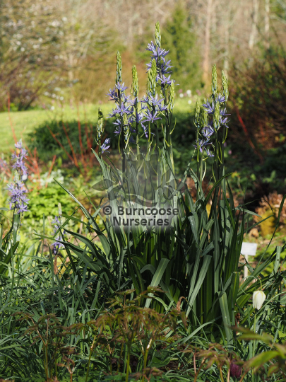 Camassia leichtlinii