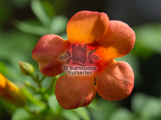 Campsis radicans Indian Summer