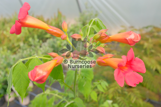 Campsis x tagliabuana Grenadine