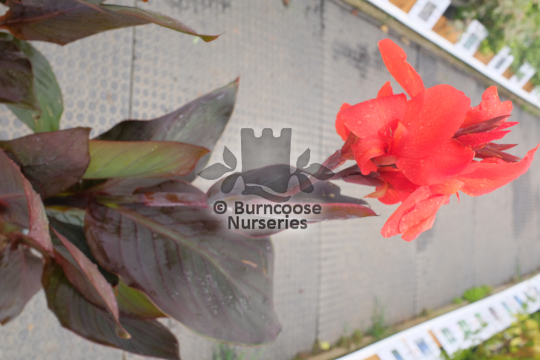 Canna  Cannova Bronze Orange