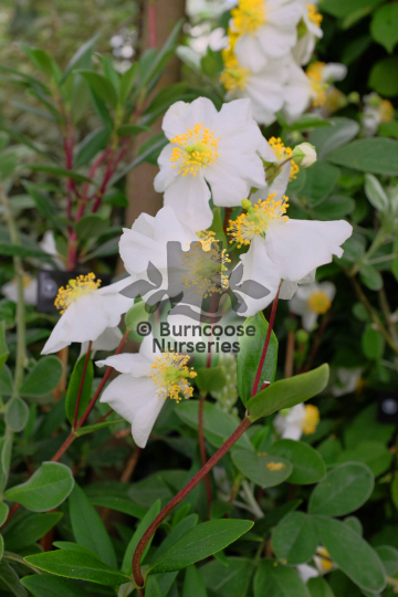 Carpenteria californica Bodnant