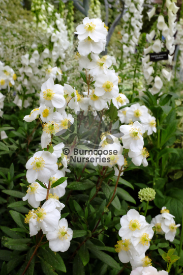 Carpenteria californica Bodnant