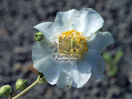 Carpenteria californica Ladhams Variety