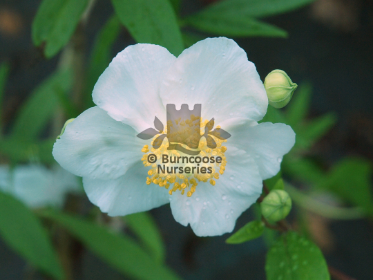 Carpenteria Eskimo