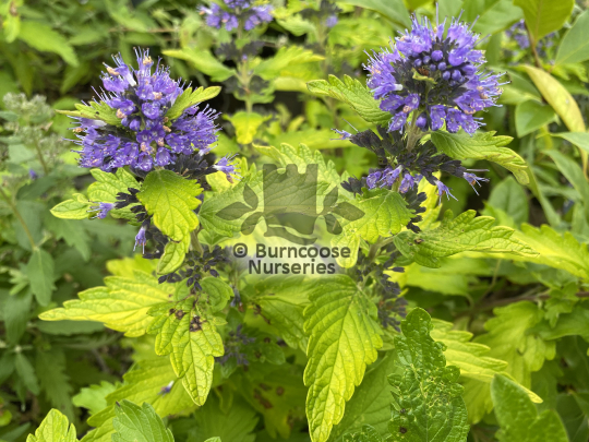 Caryopteris Hint of Gold