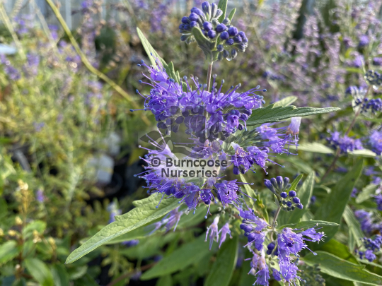 Caryopteris x clandonensis Dark Knight