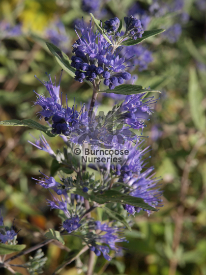 Caryopteris x clandonensis Kew Blue