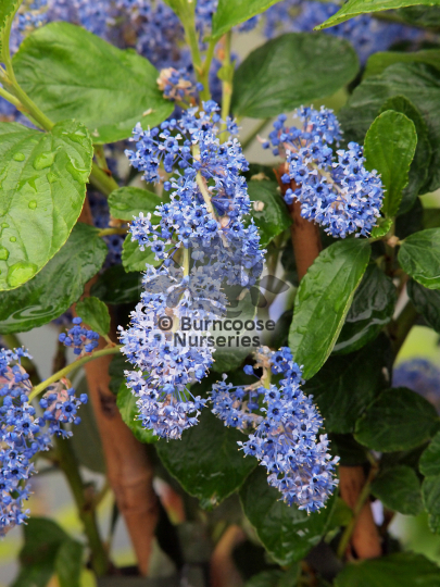 Ceanothus arboreus Trewithen Blue