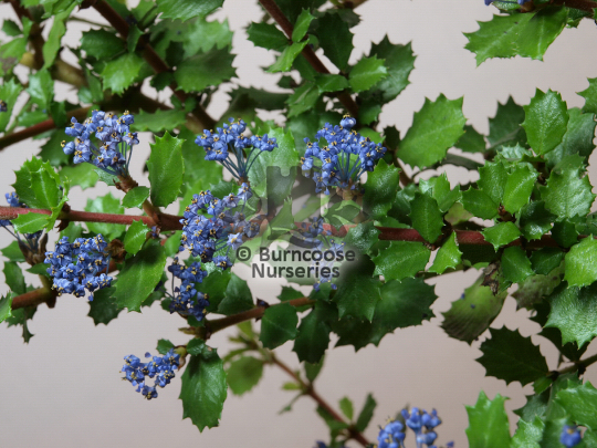 Ceanothus gloriosa Emily Brown