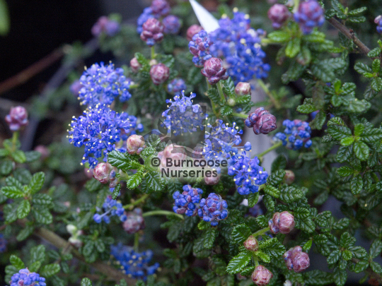 Ceanothus impressus Puget Blue