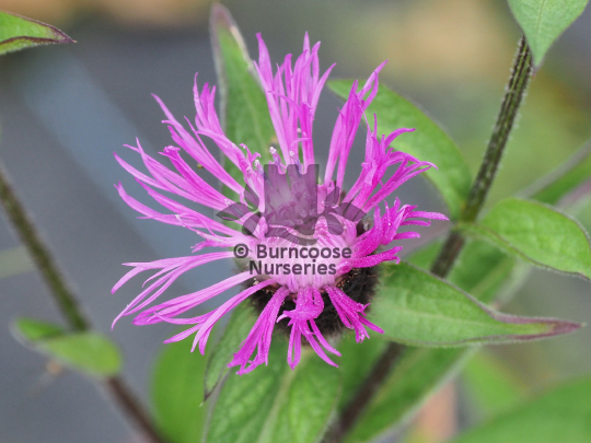 Centaurea Caramia