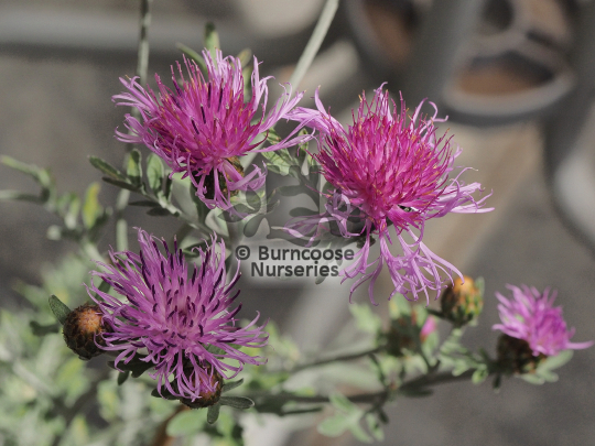 Centaurea Silver Feather