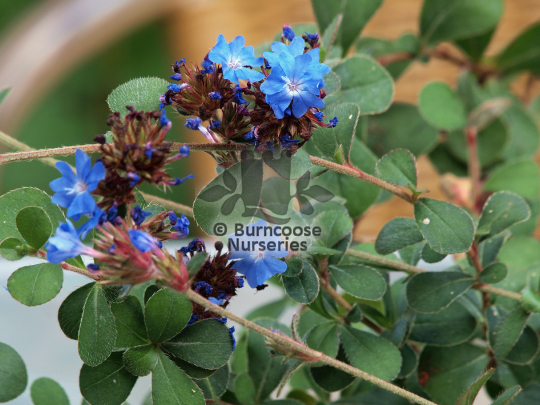 Ceratostigma griffithii