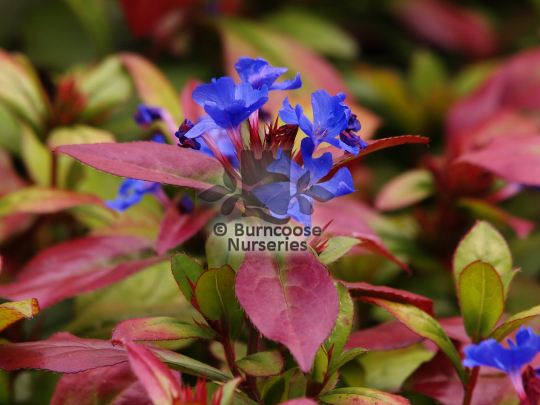 Ceratostigma plumbaginoides