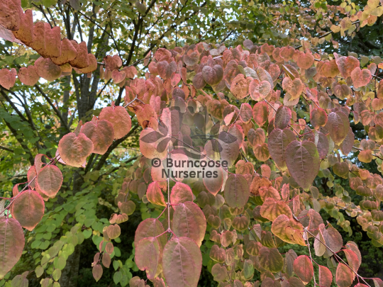 Cercidiphyllum japonicum