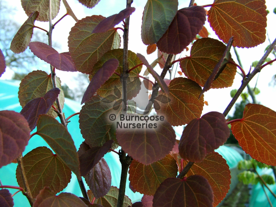 Cercidiphyllum japonicum Strawberry