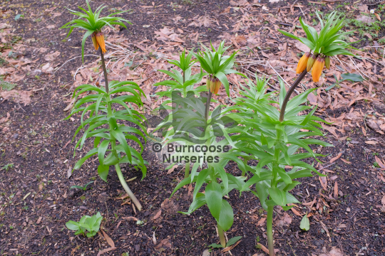 Fritillaria imperialis The Premier