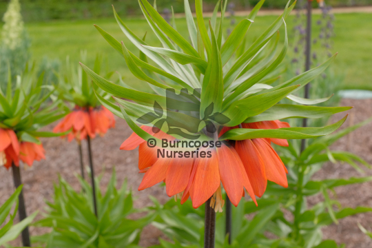 Fritillaria imperialis William Rex