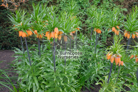 Fritillaria imperialis William Rex
